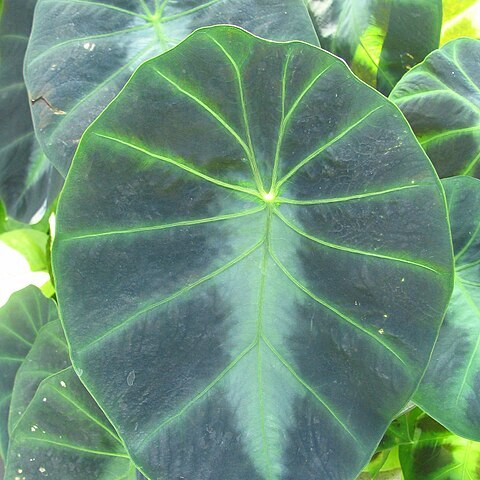 Colocasia affinis unspecified picture