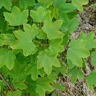 Acer hyrcanum unspecified picture