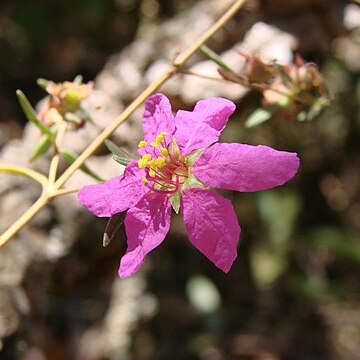 Diplusodon rosmarinifolius unspecified picture