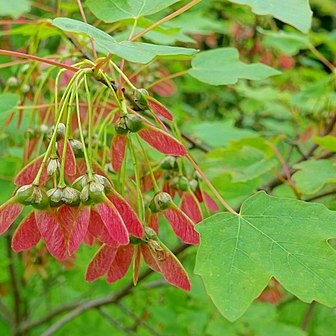 Acer hyrcanum unspecified picture