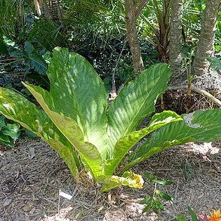 Anthurium asplundii unspecified picture