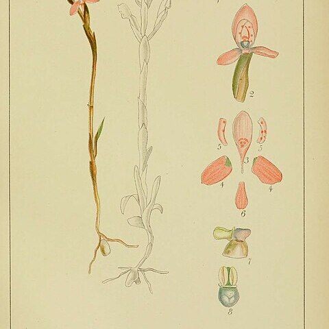 Disa vaginata unspecified picture