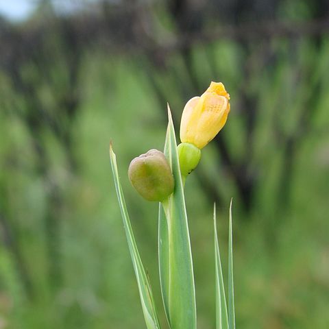 Sisyrinchium vaginatum unspecified picture