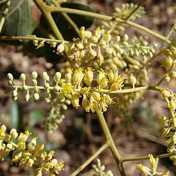 Tachigali versicolor unspecified picture