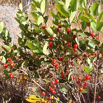 Eugenia punicifolia unspecified picture