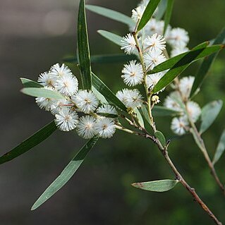 Acacia baeuerlenii unspecified picture