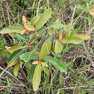 Byrsonima viminifolia unspecified picture