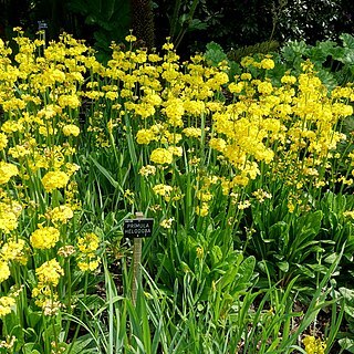 Primula helodoxa unspecified picture