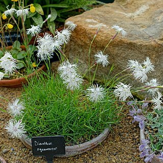 Dianthus squarrosus unspecified picture