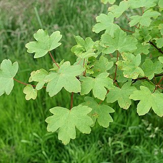 Acer hyrcanum subsp. keckianum unspecified picture