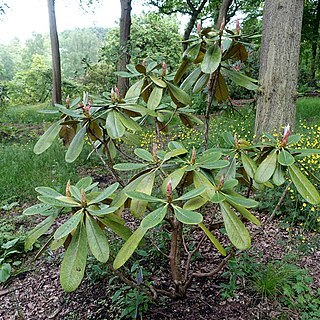 Rhododendron basilicum unspecified picture