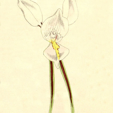 Diuris alba unspecified picture