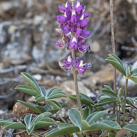 Lupinus cervinus unspecified picture