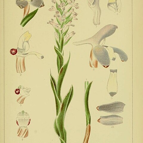 Disa stachyoides unspecified picture