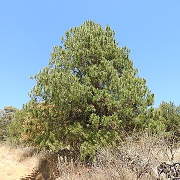 Pinus pringlei unspecified picture