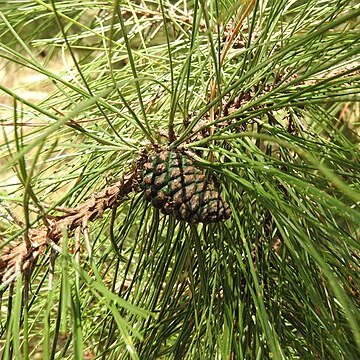 Pinus pringlei unspecified picture