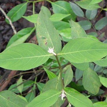 Psychotria hoffmannseggiana unspecified picture