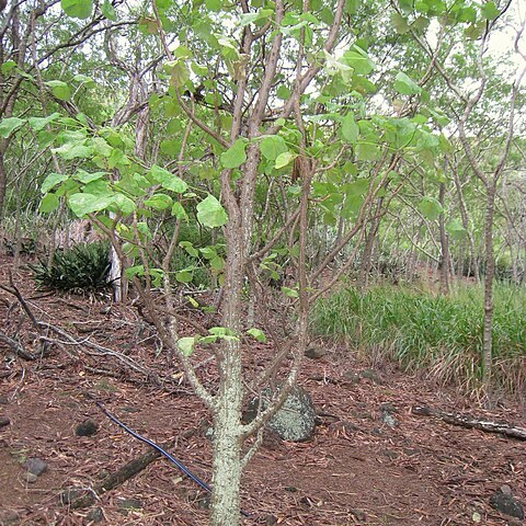 Erythrina burttii unspecified picture