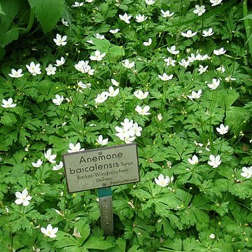 Anemonastrum baicalense unspecified picture