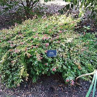 Camellia trichoclada unspecified picture