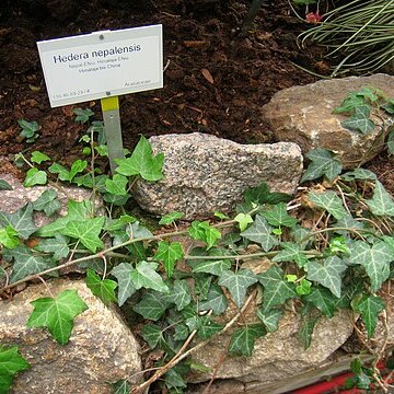 Hedera nepalensis unspecified picture