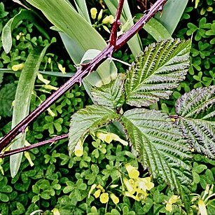 Rubus suspiciosus unspecified picture