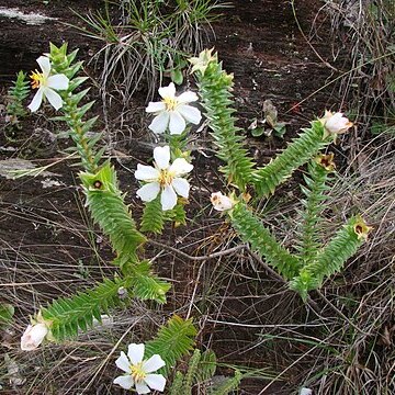 Lavoisiera fragilis unspecified picture