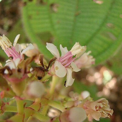 Tococa guianensis unspecified picture