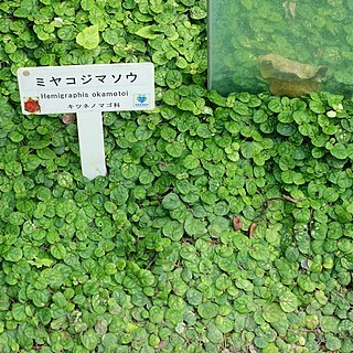 Strobilanthes reptans unspecified picture