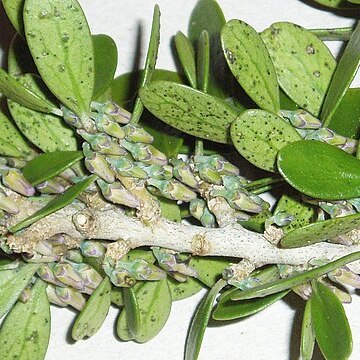 Melicytus obovatus unspecified picture