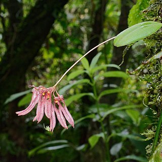 Bulbophyllum melanoglossum unspecified picture