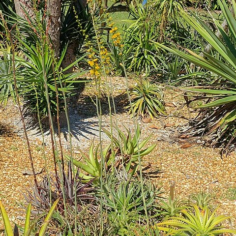 Dyckia microcalyx unspecified picture