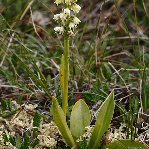 Pseudorchis straminea unspecified picture