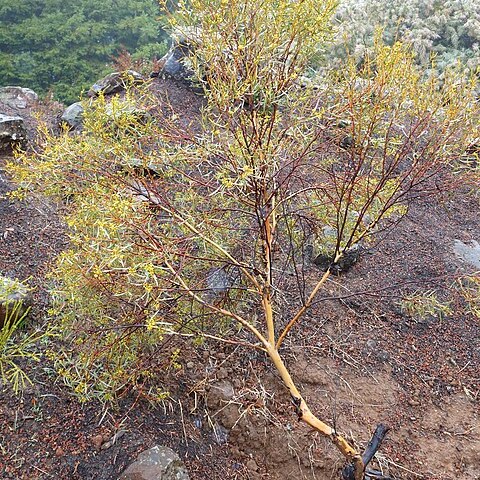 Eucalyptus formanii unspecified picture