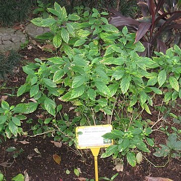 Rhinacanthus unspecified picture