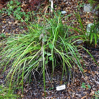 Dianella brevicaulis unspecified picture