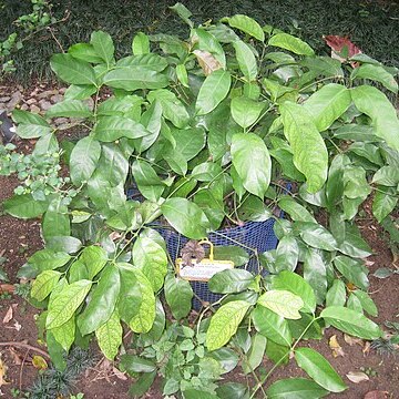 Gnetum luofuense unspecified picture