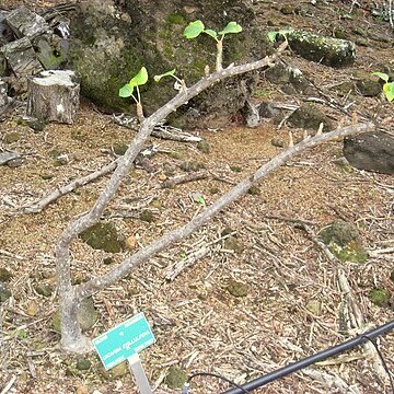 Uncarina stellulifera unspecified picture