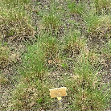 Festuca vivipara unspecified picture