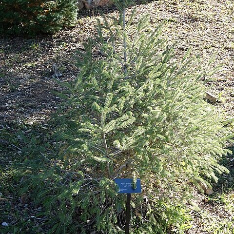 Picea likiangensis var. hirtella unspecified picture