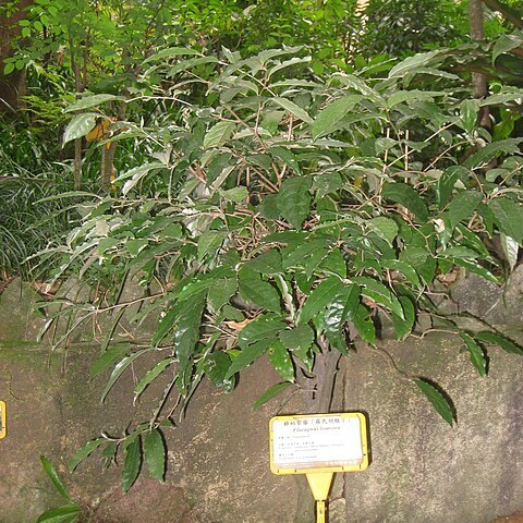 Elaeagnus loureiroi unspecified picture