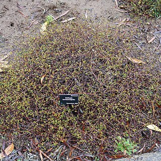 Commersonia hermanniifolia unspecified picture