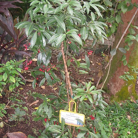 Ardisia quinquegona unspecified picture