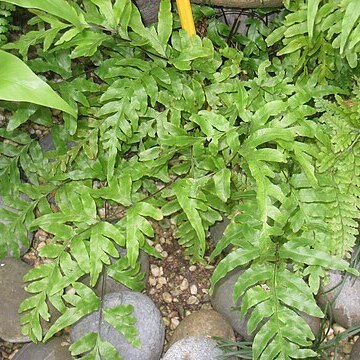 Pteris semipinnata unspecified picture