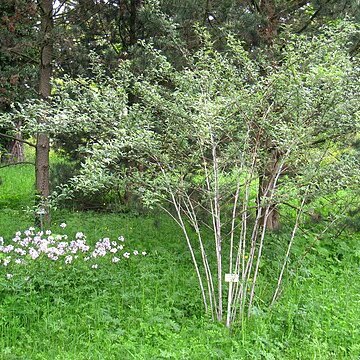 Rubus thibetanus unspecified picture