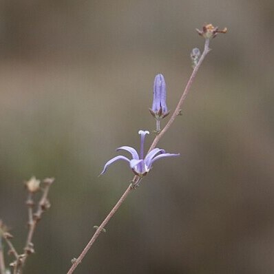 Wahlenbergia loddigesii unspecified picture