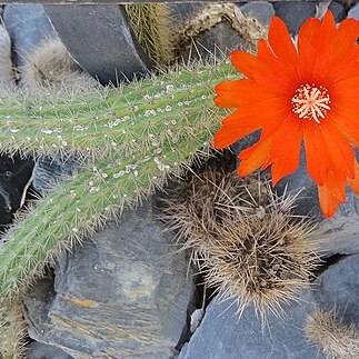 Weberbauerocereus rauhii unspecified picture