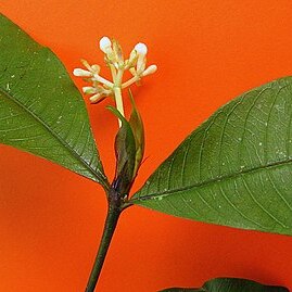 Psychotria capitata unspecified picture