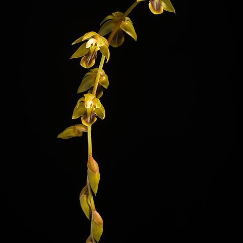 Dendrochilum dempoense unspecified picture