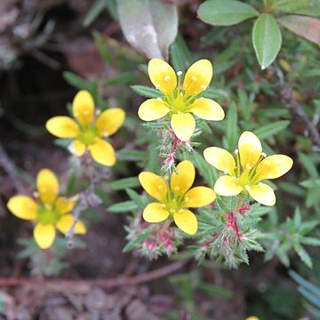 Saxifraga filicaulis unspecified picture